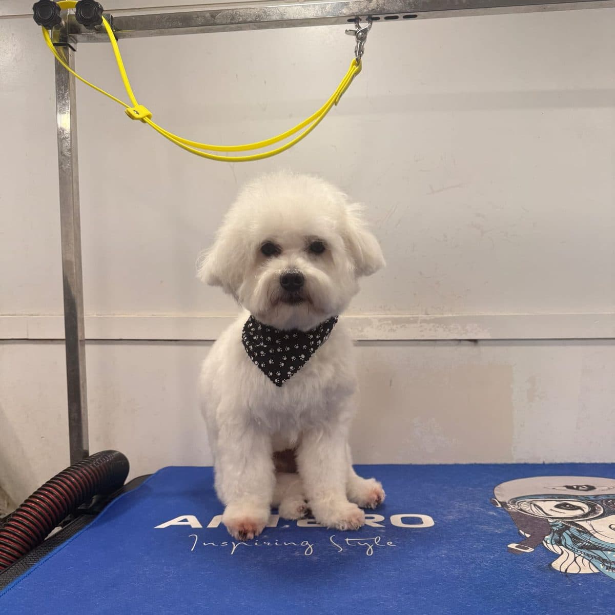 Freshly groomed white bichon