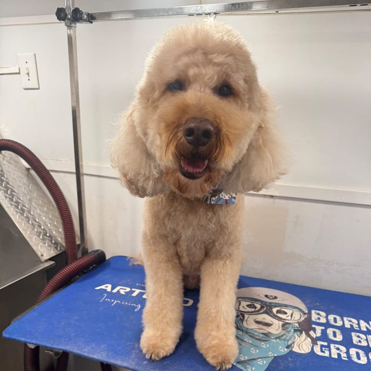 Freshly groomed goldendoodle