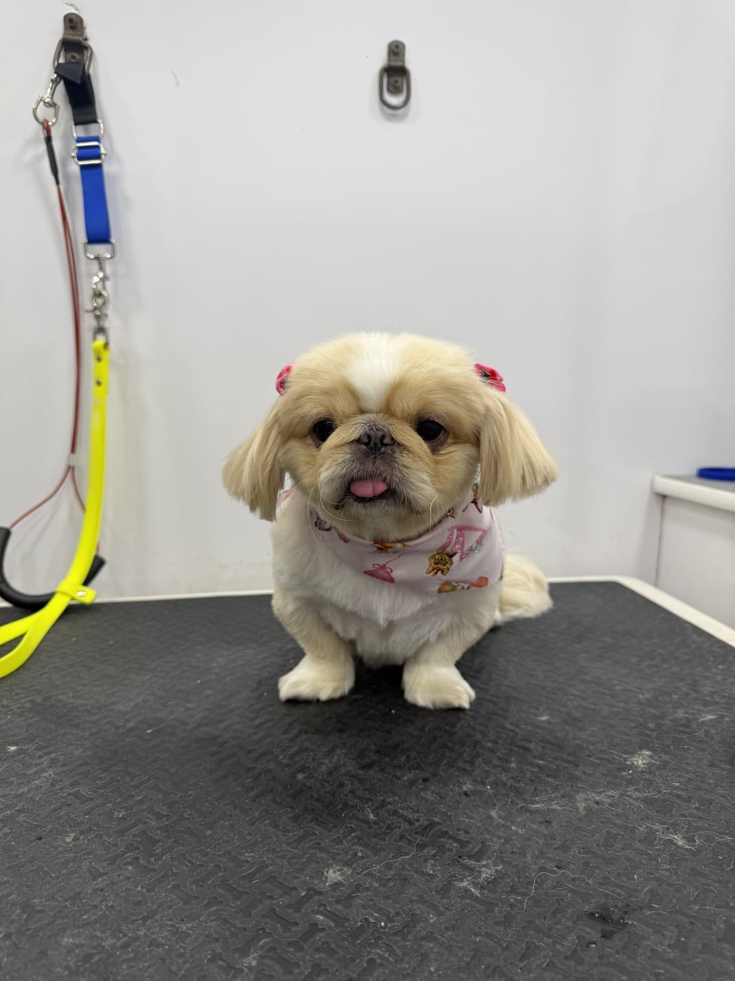 Freshly groomed Pekingese with bows and bandana